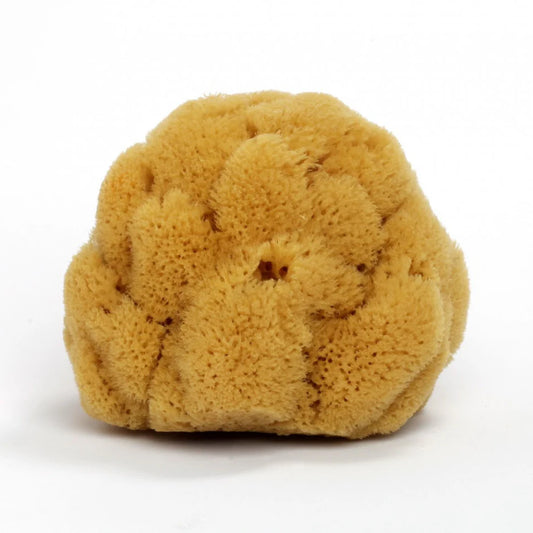Éponge de mer naturelle 12cm